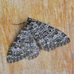 Striped Twin-spot Carpet, Outer Hebrides moths