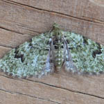 V-Pug, Outer Hebrides moths