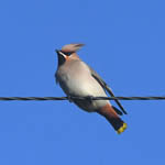 Waxwing, South Uist