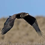 White-tailed Eagle, Outer Hebrides birds
