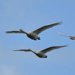 Whooper Swans, Outer Hebrides BIrds