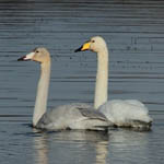 adult and 1st winter Whooper Swans, South Uist