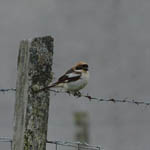 Woodchat Shrike, South Uist, Outer Hebrides