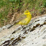 Yellow Wagtail, Outer Hebrides birds