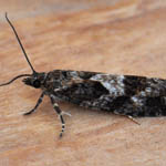 Zeiraphera griseana 